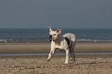 BOULEDOGUE AMERICAIN 213